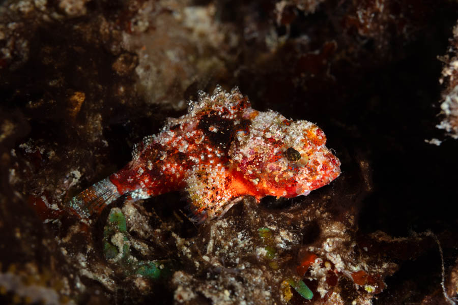 Scorpionfishes Identification: Coral Scorpionfish