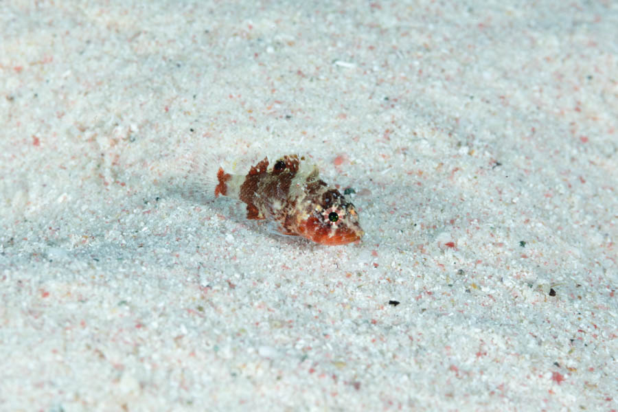 Scorpionfishes Identification: Deepreef Scorpionfish