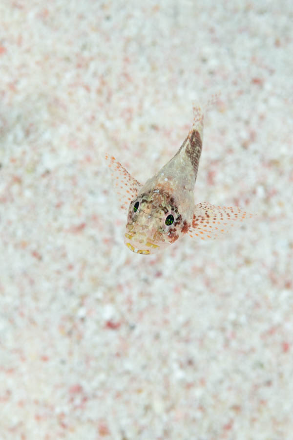 Scorpionfishes Identification: Deepreef Scorpionfish