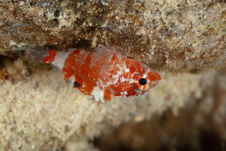Deepreef Scorpionfish