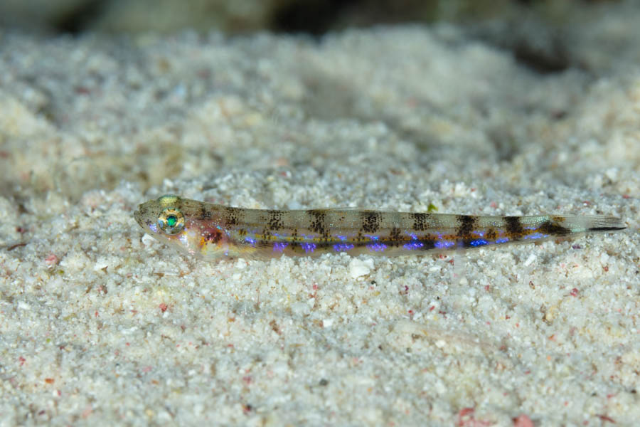 Doubtful Lizardfish