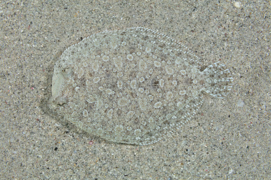 Eyed Flounder