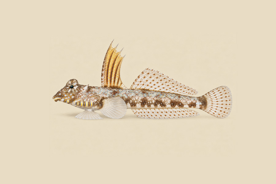 Lancer Dragonet, Male