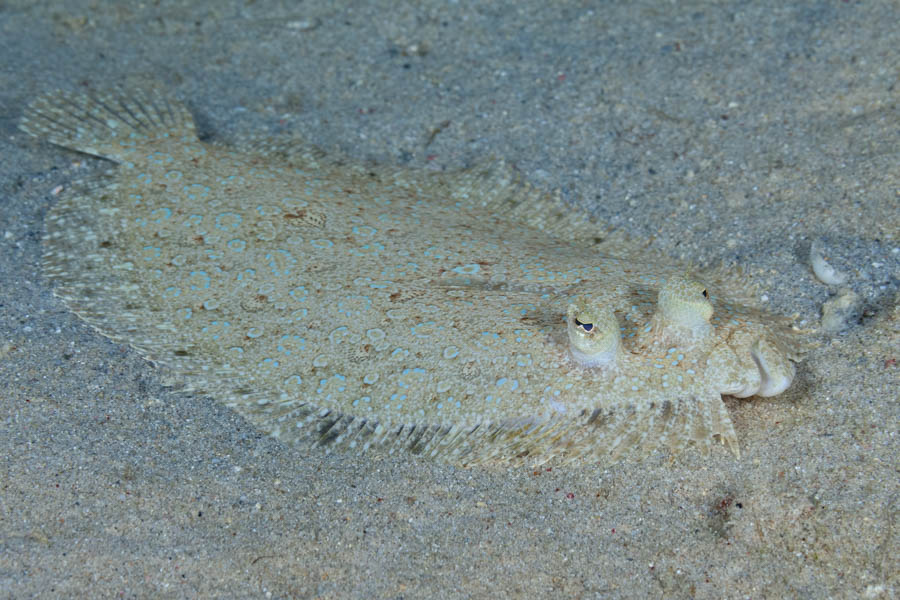 Flounders Identification: Maculated Flounder