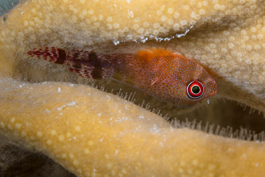 Clingfishes Identification: Papillate Clingfish