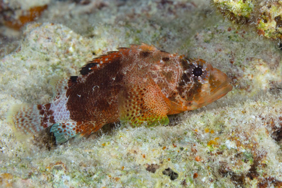Scorpionfishes Identification: Reef Scorpionfish