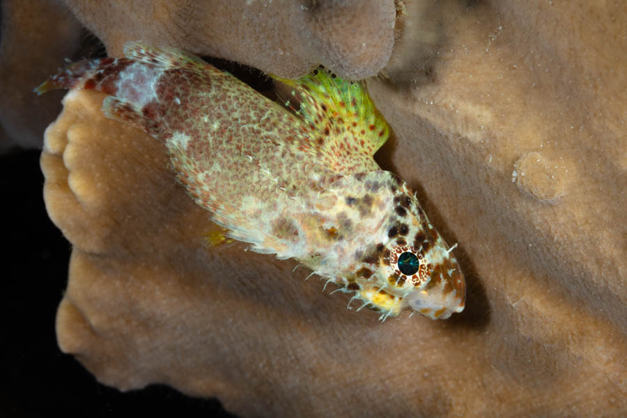 Scorpionfishes Identification: Reef Scorpionfish