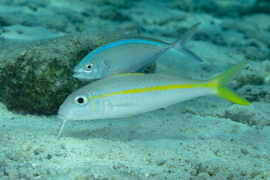 Yellow Goatfish with a Bar Jack