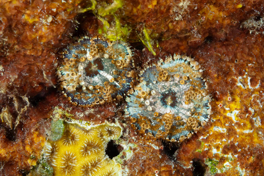 Anemones Identification: Bellactis coeruleus