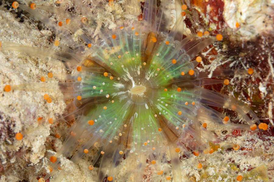 Corallimorphs Identification: Orangeball Corallimorph