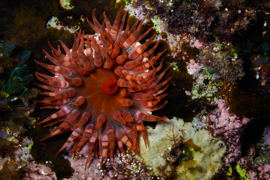 Anemones Identification: Red Warty Anemone