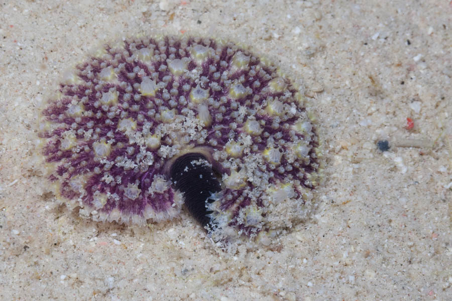 Corallimorphs Identification: Warty Corallimorph