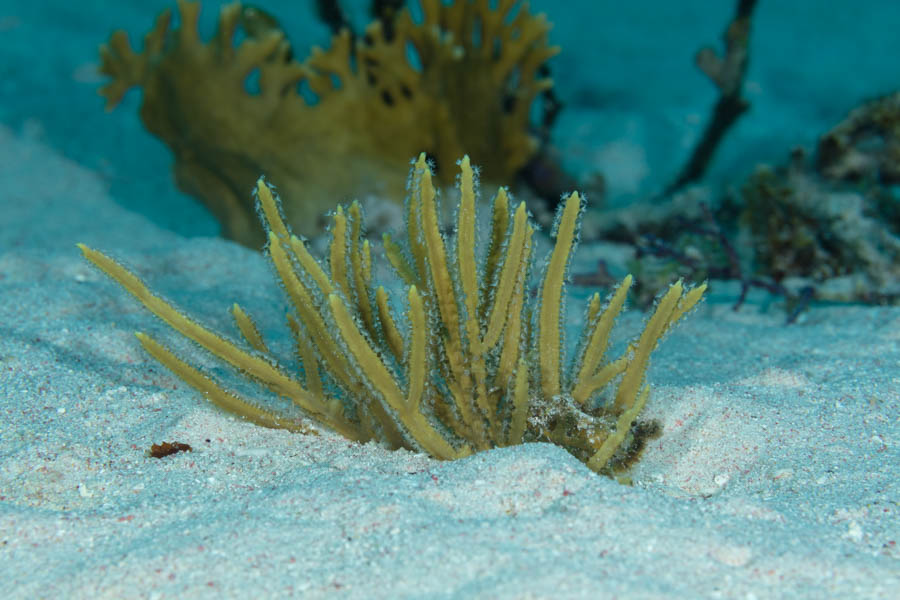 Angular Sea Whip