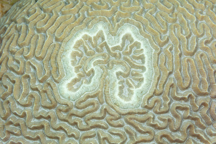 Corals, Algae