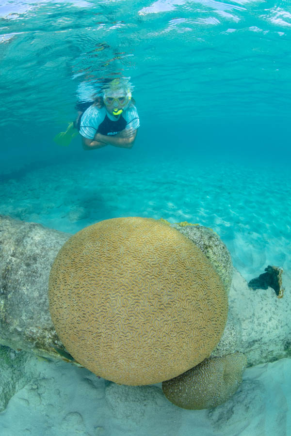 Boulder Brain Coral