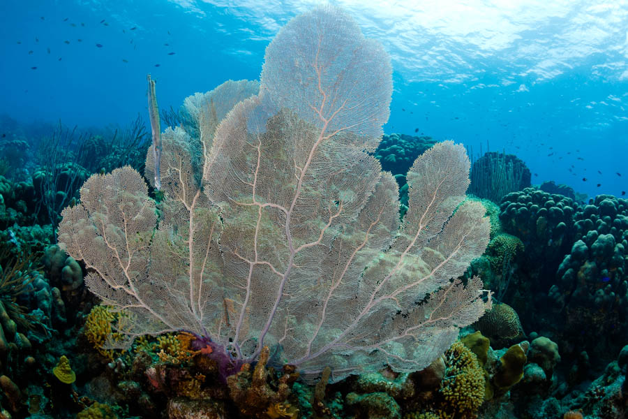 Common Sea Fan