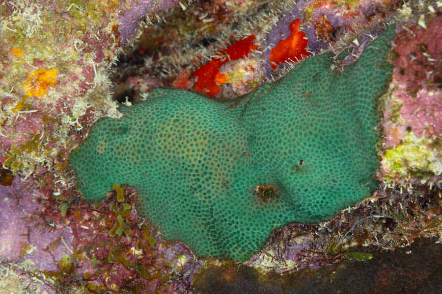 Encrusting Star Coral