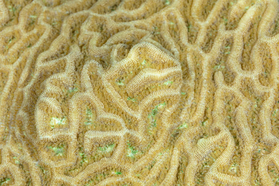 Knobby Brain Coral Detail