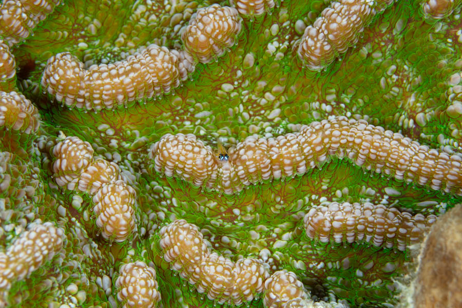 Knobby Cactus Coral