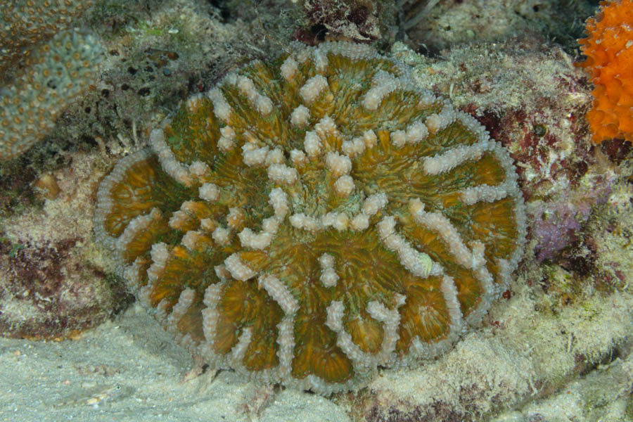 Knobby Cactus Coral