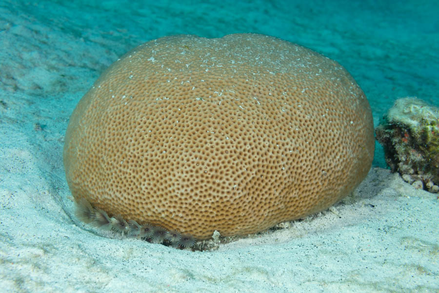 Massive Starlet Coral
