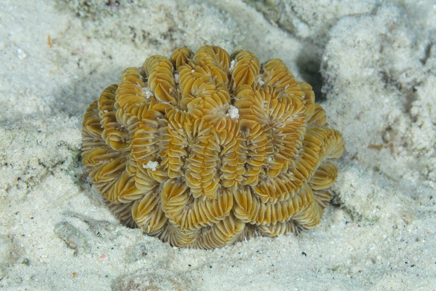 Maze Coral