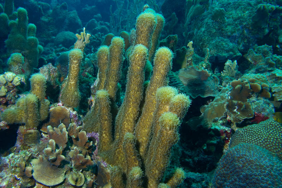 Pillar Coral