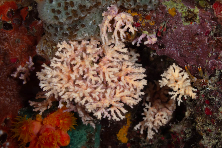 Rose Lace Coral