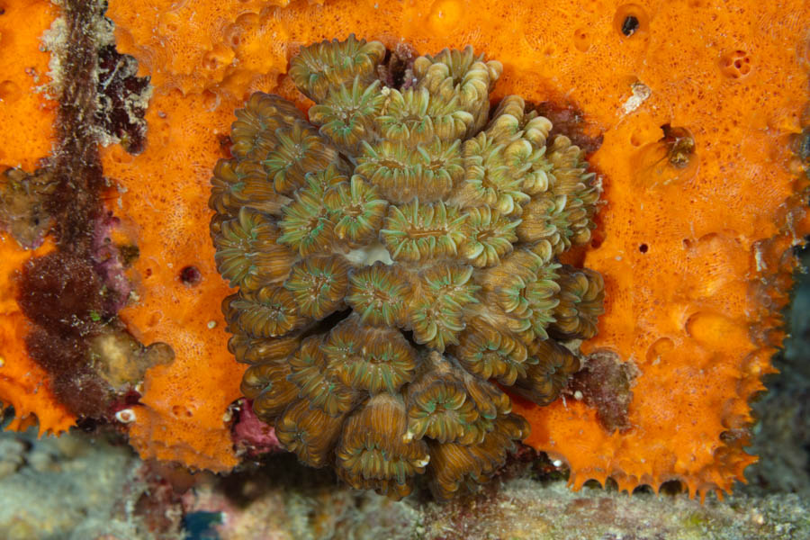 Smooth Flower Coral