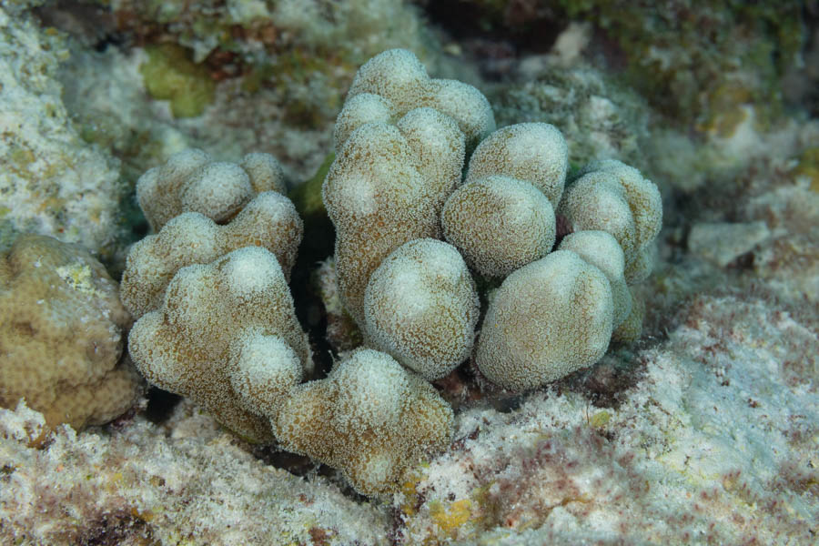 Thin Finger Coral
