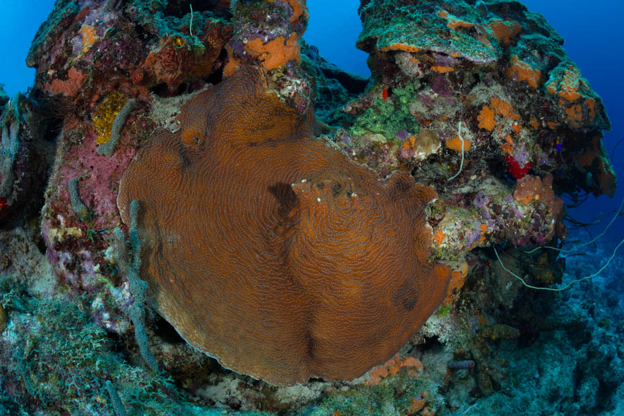 Whitestar Sheet Coral