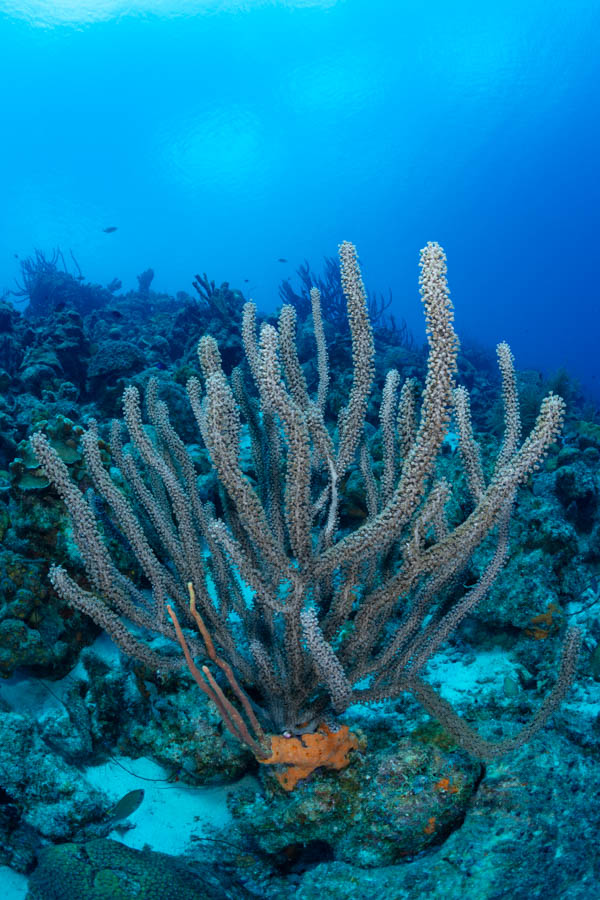 Black Sea Rod
