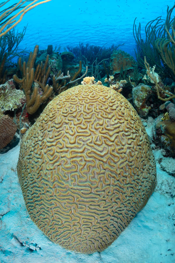 Boulder Brain Coral