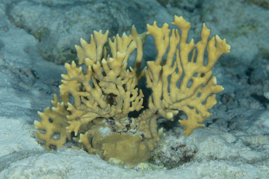 Branching Fire Coral