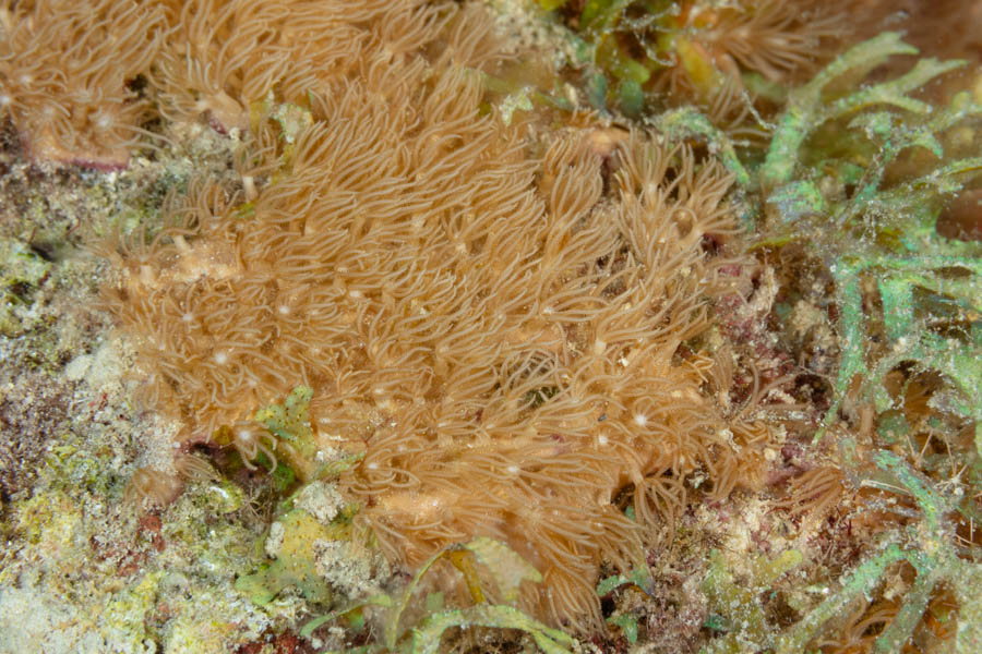Encrusting Gorgonian