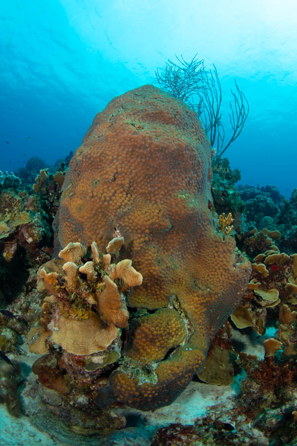 Great Star Coral