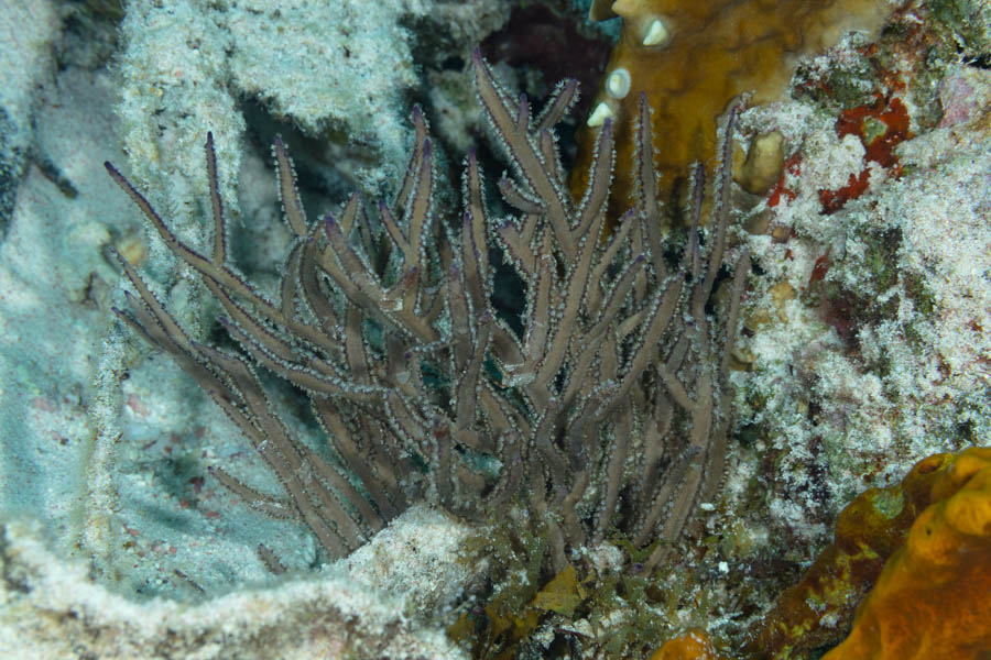 Grooved-Blade Sea Whip