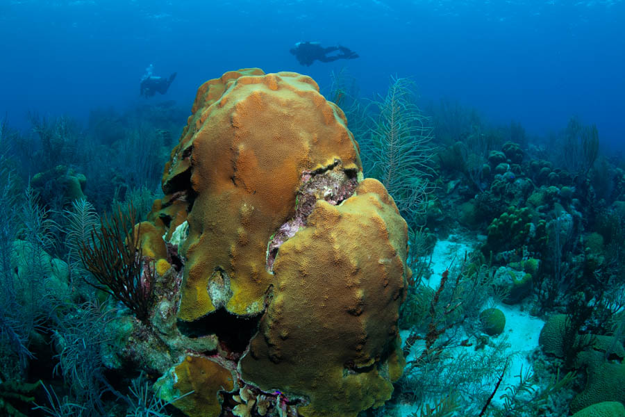 Mountainous Star Coral