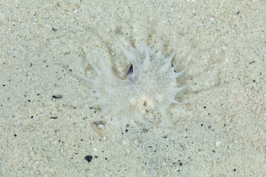 Mueller's Sea Pansy