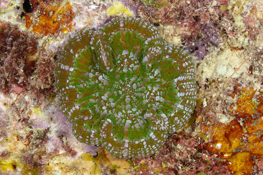 Ridged Cactus Coral