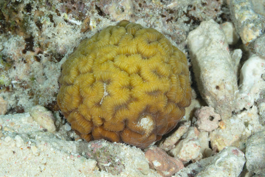 Rose Coral