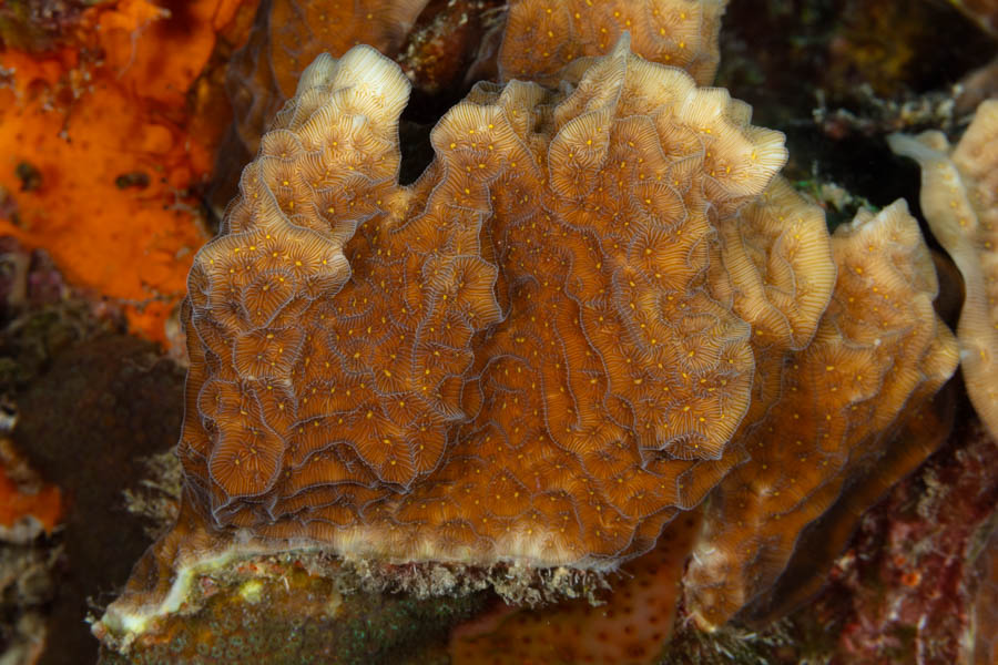 Thin Leaf Lettuce Coral