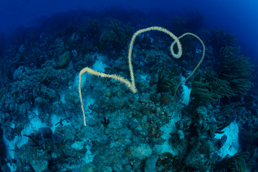 Wire Coral