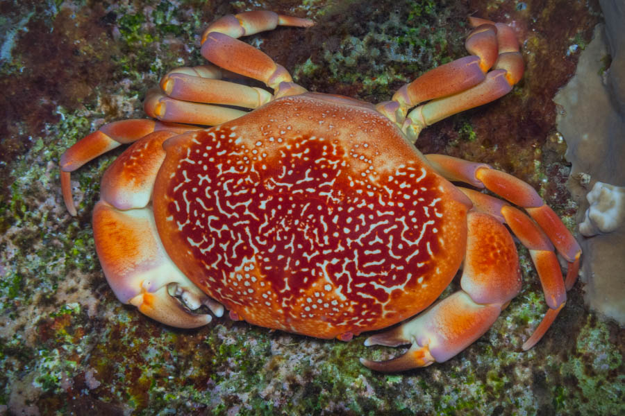 Crabs, Box & Mud & Pea & Spray Identification: Batwing Coral Crab