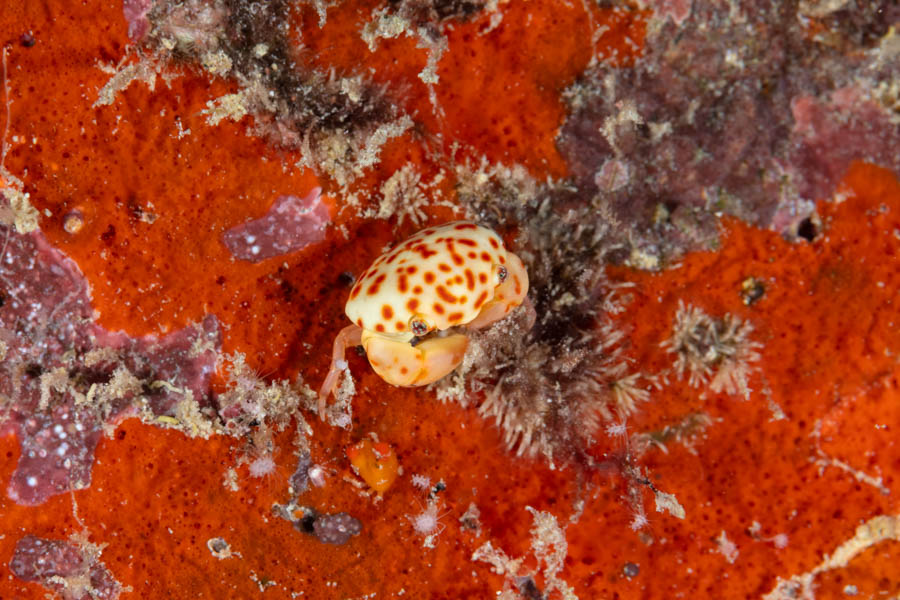 Crabs, Box & Mud & Pea & Spray Identification: Batwing Coral Crab