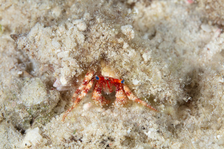 Crabs, Hermits Identification: Blue Eye Hermit