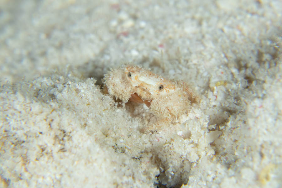 Crabs, Box & Mud & Pea & Spray Identification: Bristled Rubble Crab