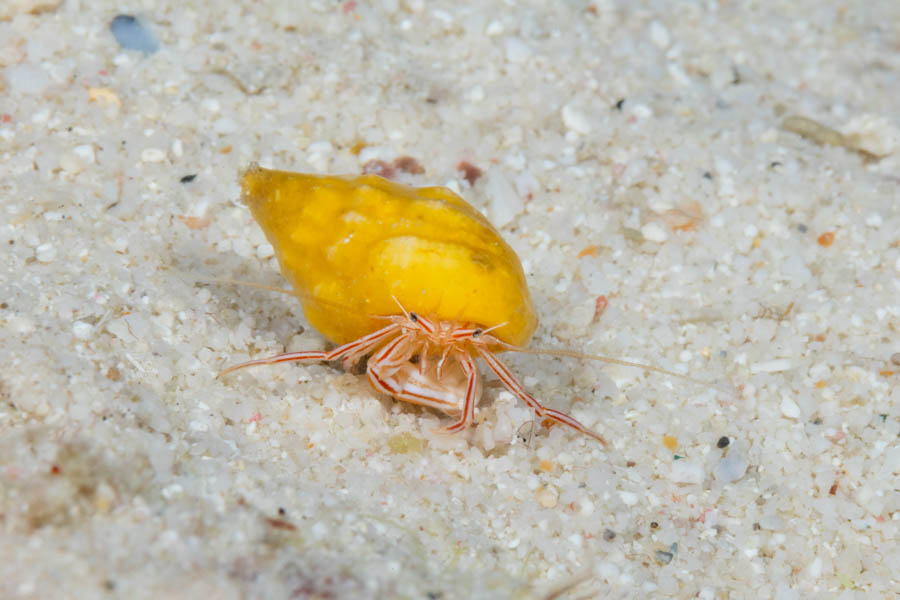 Crabs, Hermits Identification: Candy Striped Hermit