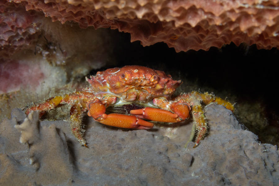 Crabs, Clinging Identification: Coral Clinging Crab