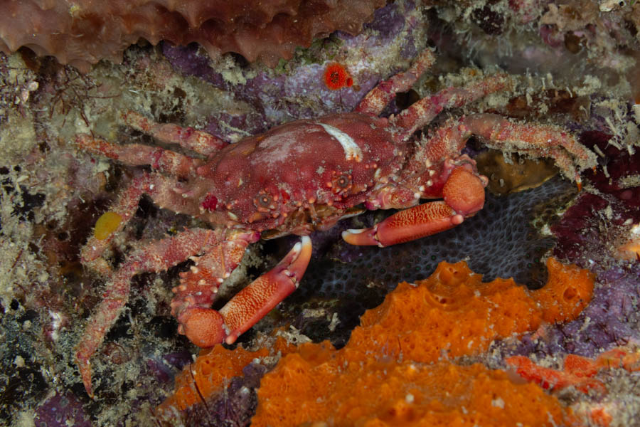 Coral Clinging Crab